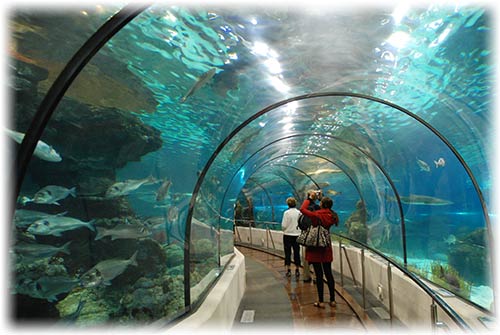 آکواریوم - aquarium