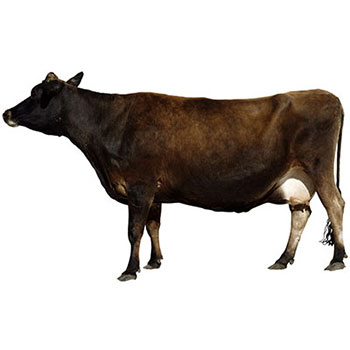 cow - گاو