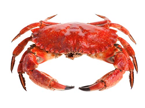 crab - خرچنگ