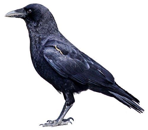 crow - کلاغ