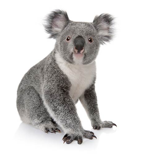 koala - کوالا