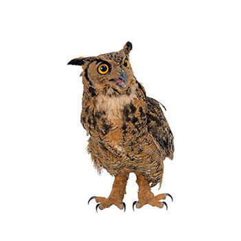 owl - جغد