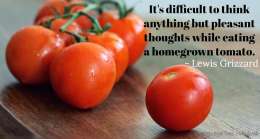 It's difficult to think anything but pleasant thoughts while eating a homegrown tomato. 