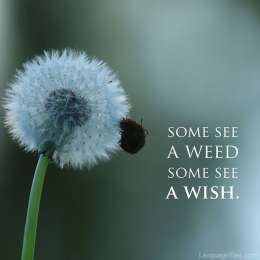 Some see a weed, some see a wish.